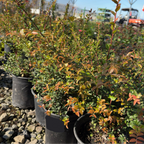 Evergreen Huckleberry