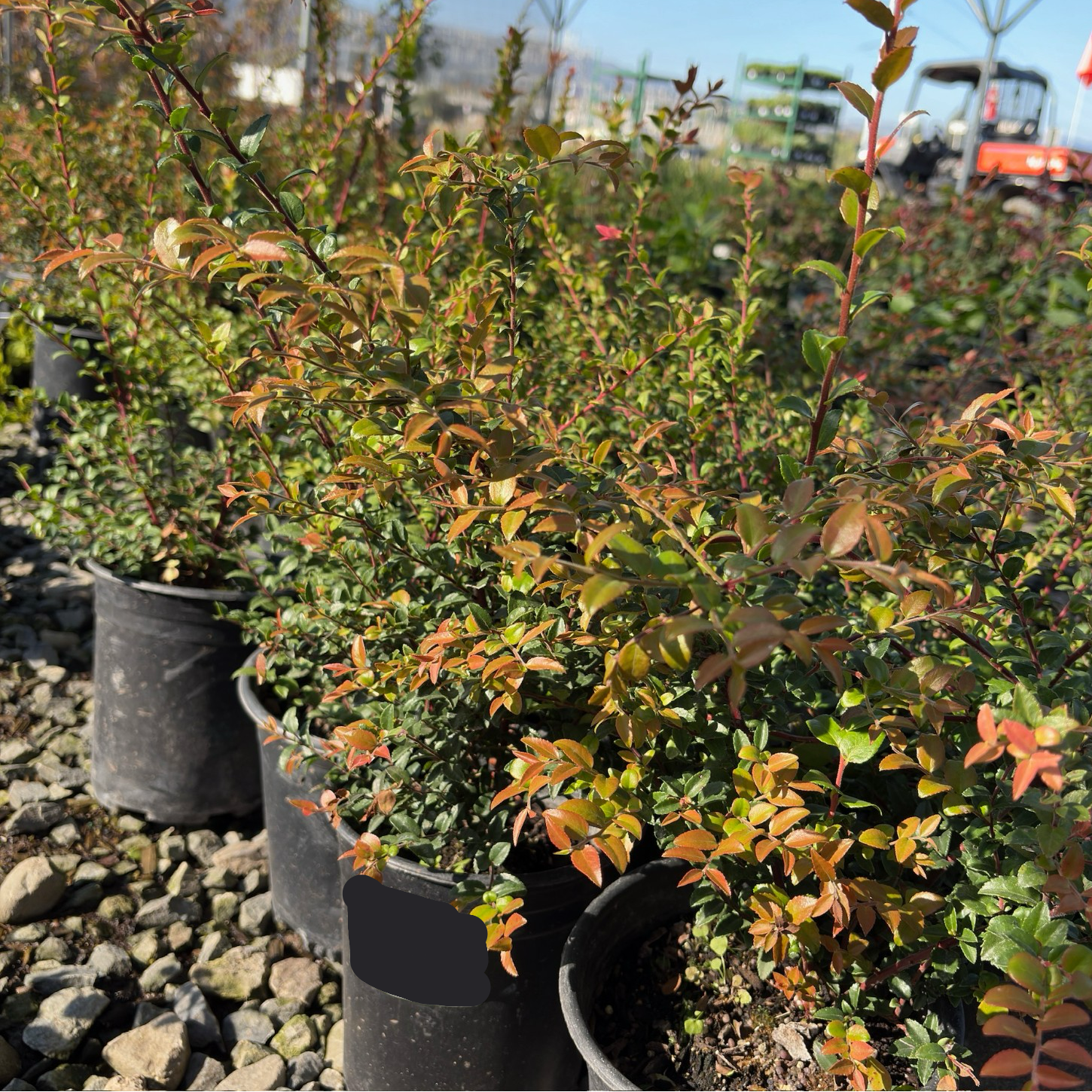 Evergreen Huckleberry