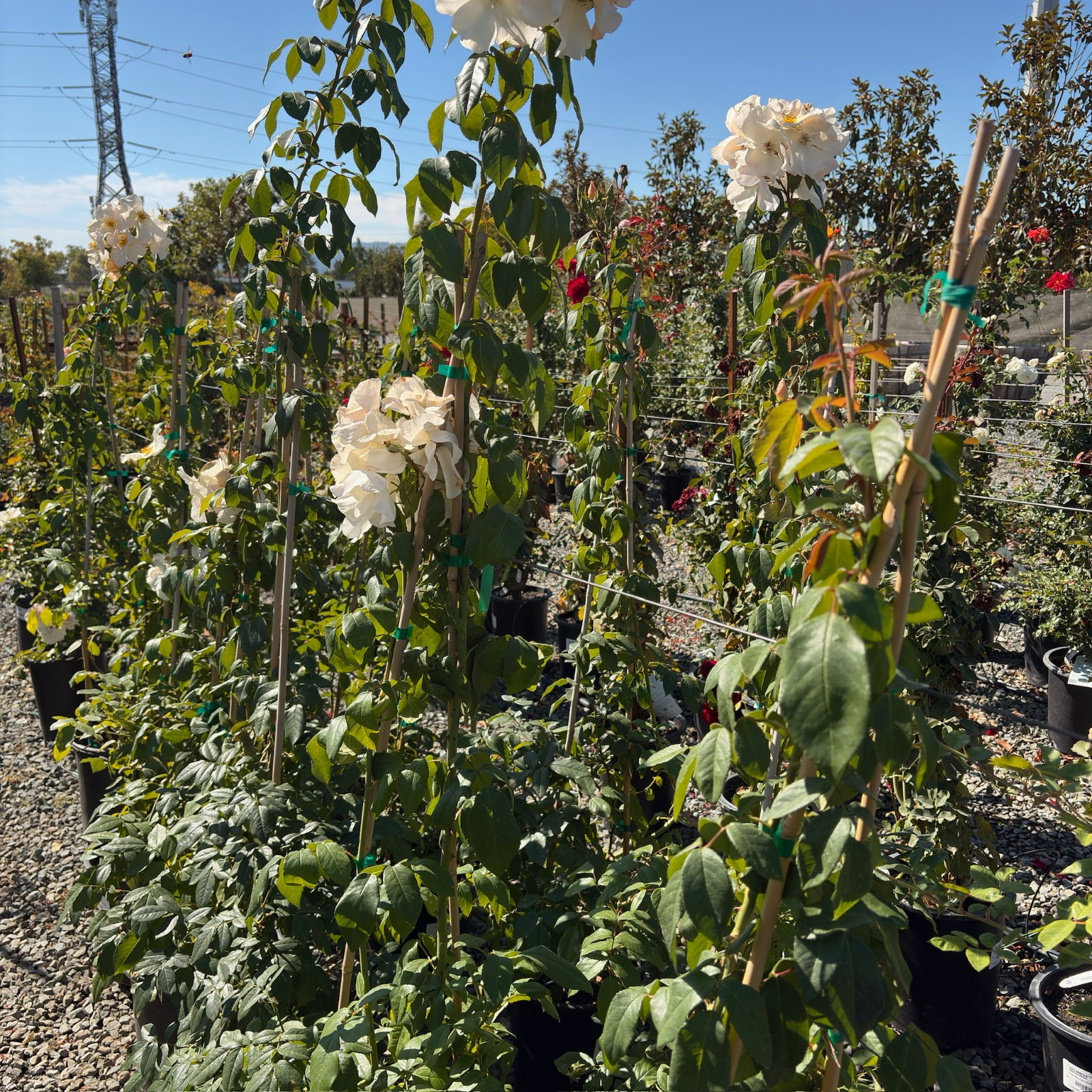Sally Holmes Climbing Rose
