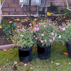 Lolly Marguerite Daisy