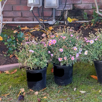 Lolly Marguerite Daisy