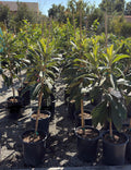 Gold Nugget Loquat Tree