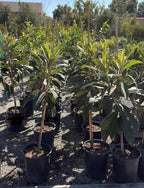 Gold Nugget Loquat Tree