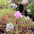 Plantain Thrift