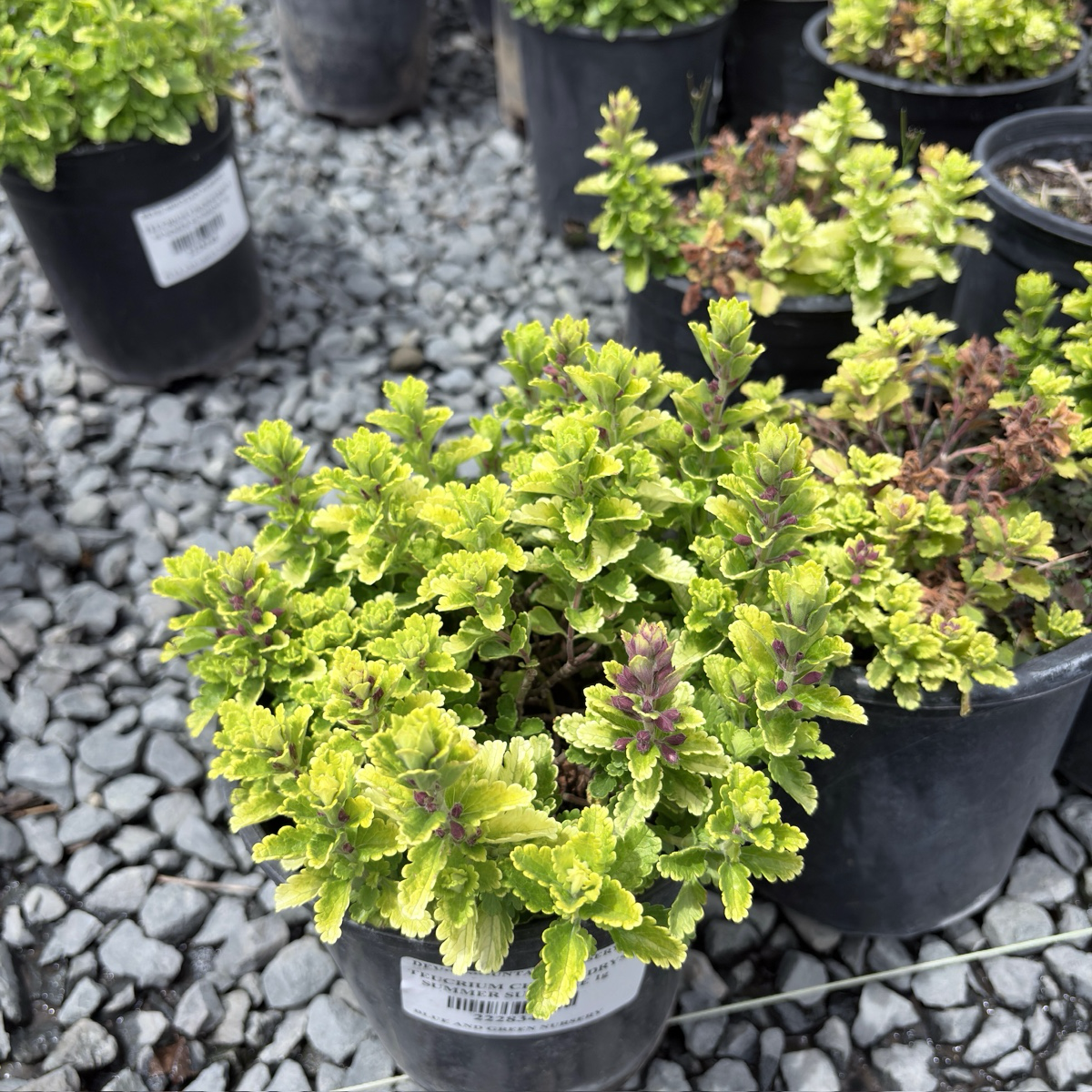 Summer Sunshine Wall Germander