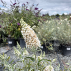 Ivory Butterfly Bush