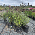 Black Knight Butterfly Bush