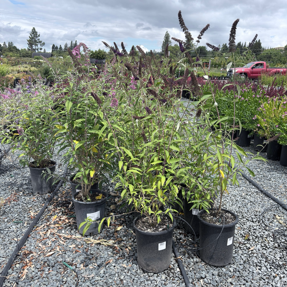 Black Knight Butterfly Bush