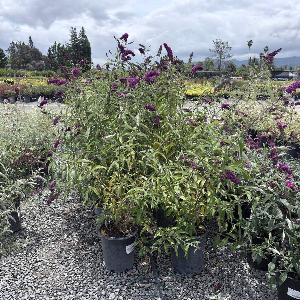 Royal Red Butterfly Bush