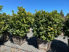 English Laurel