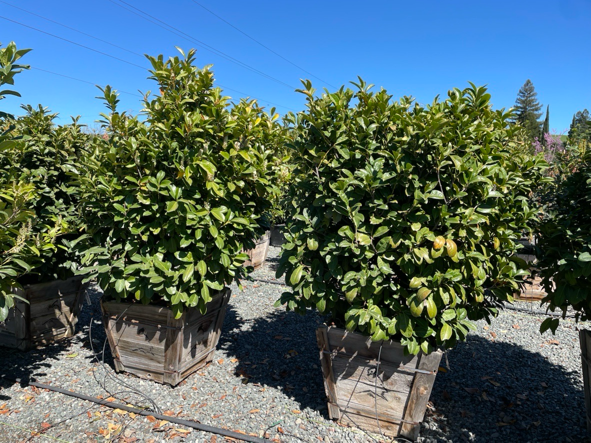 English Laurel