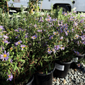Purple Haze California Aster