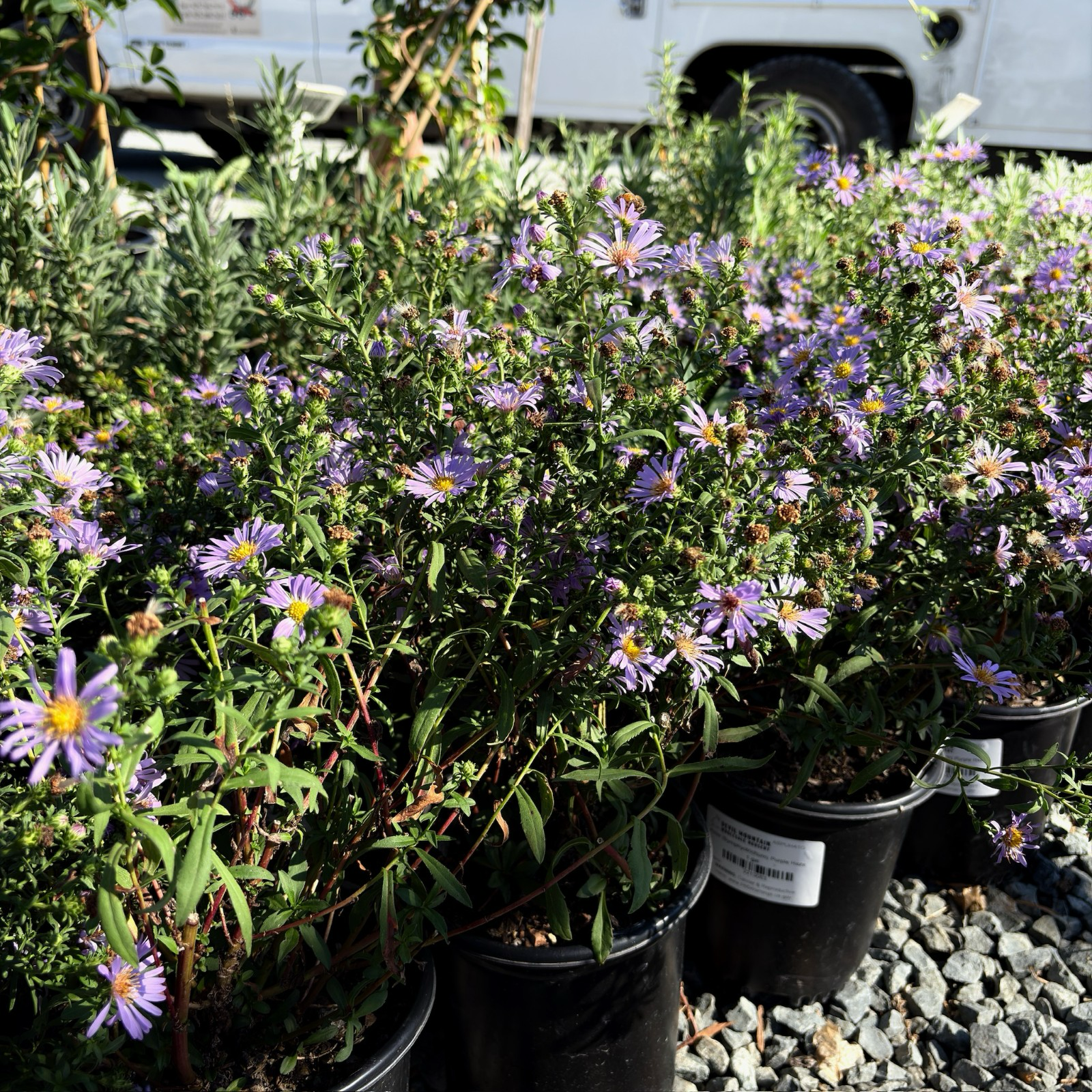 Purple Haze California Aster