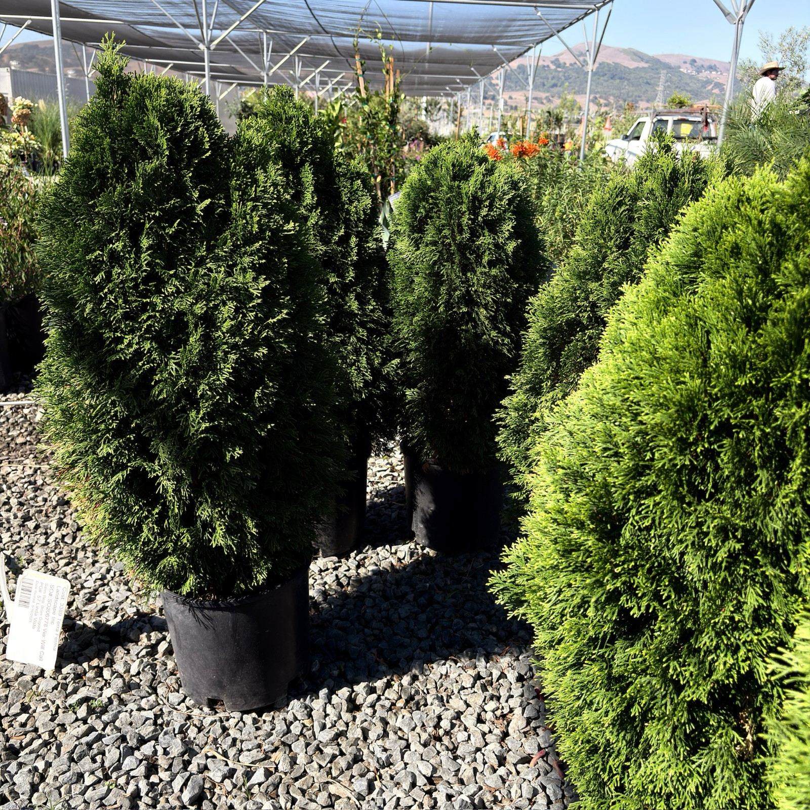 Emerald Petite Arborvitae