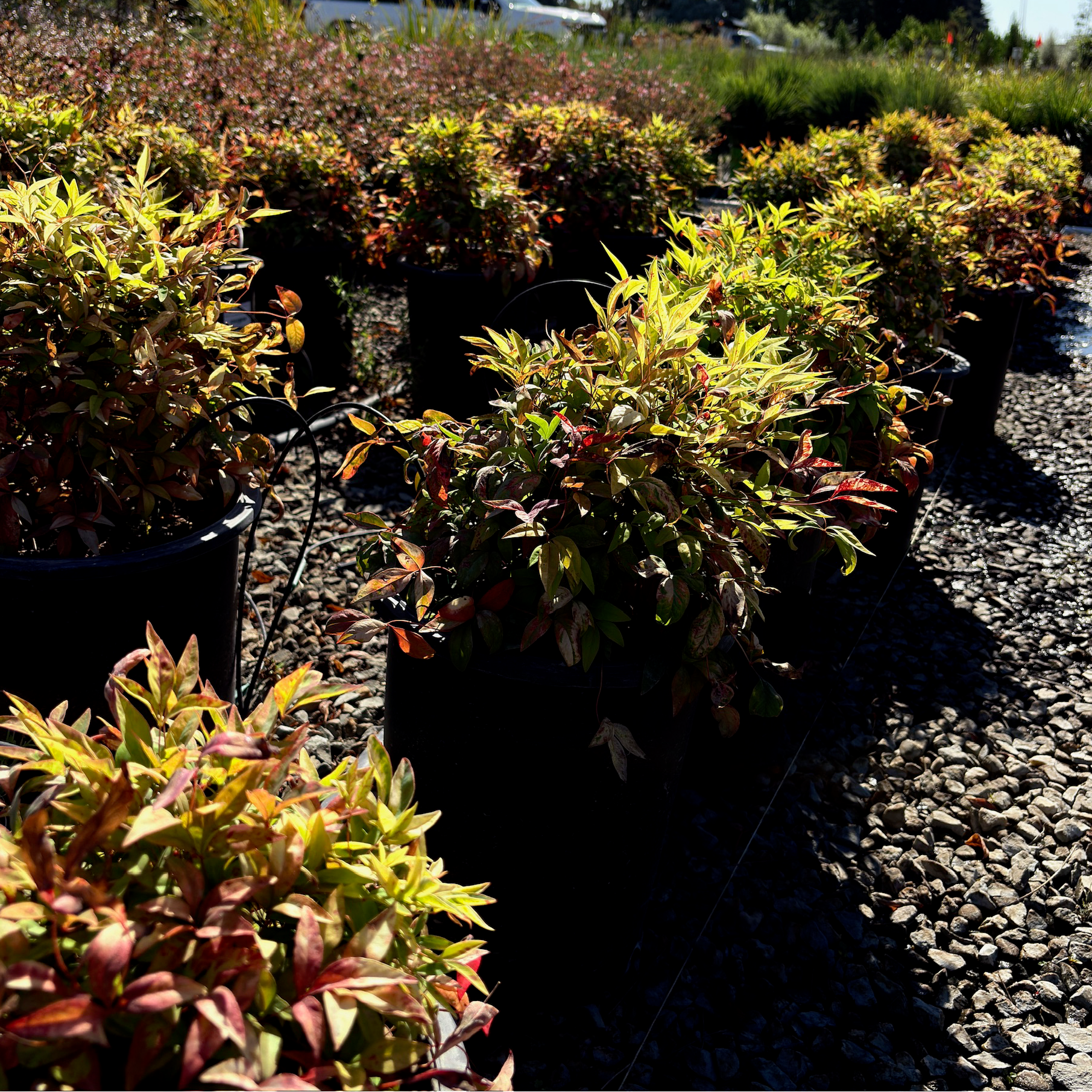 Firepower Heavenly Bamboo