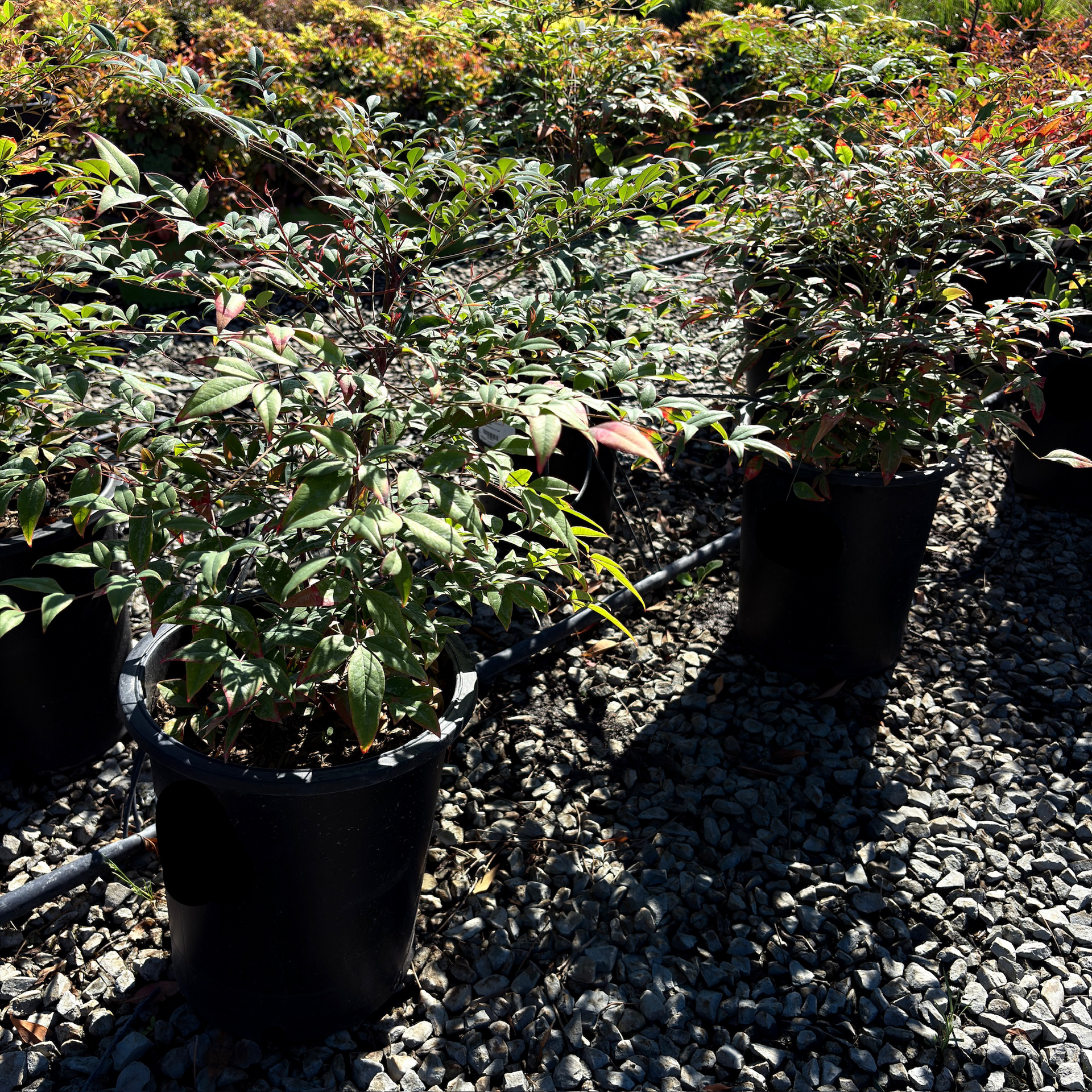 Heavenly Bamboo (Nandina domestica) | Evergreen Shrub with