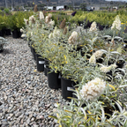 Ivory Butterfly Bush