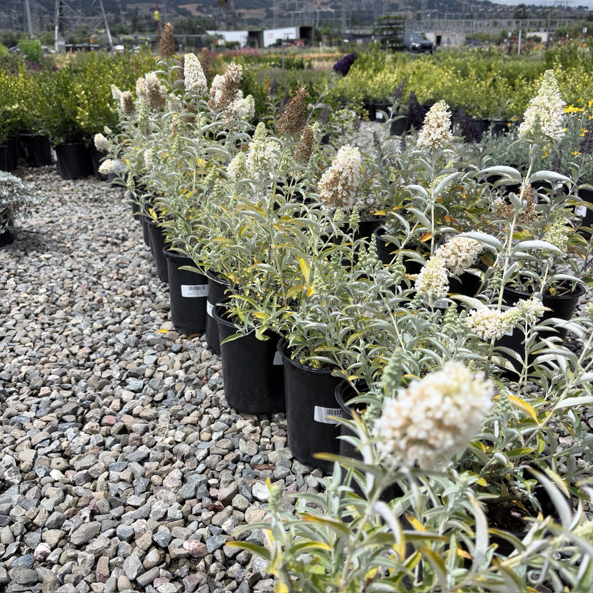 Ivory Butterfly Bush