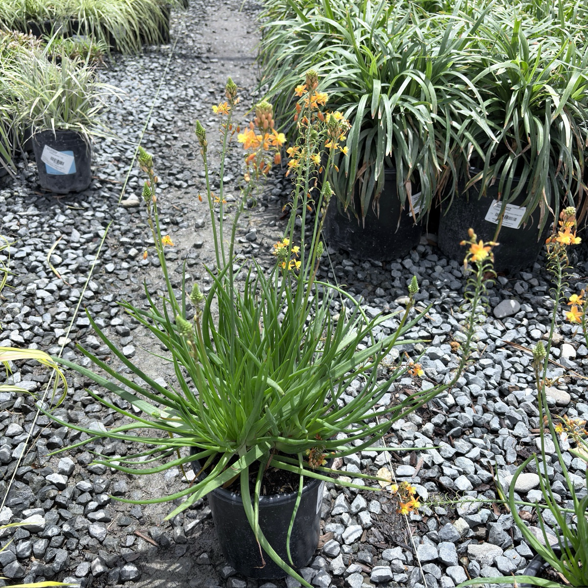 Stalked Bulbine