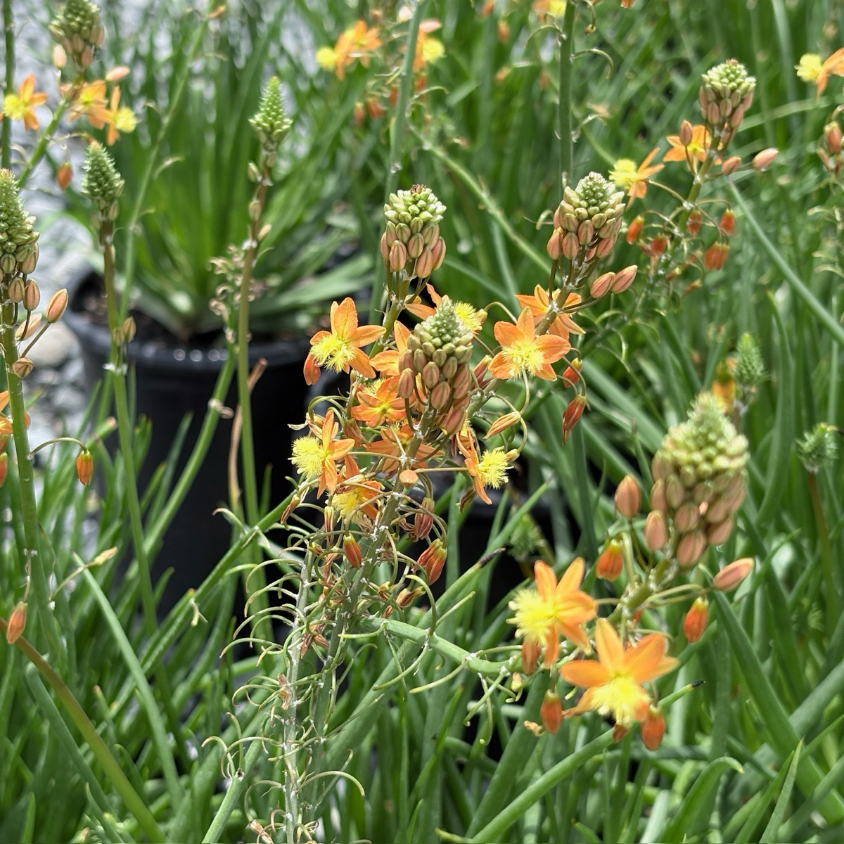 Stalked Bulbine