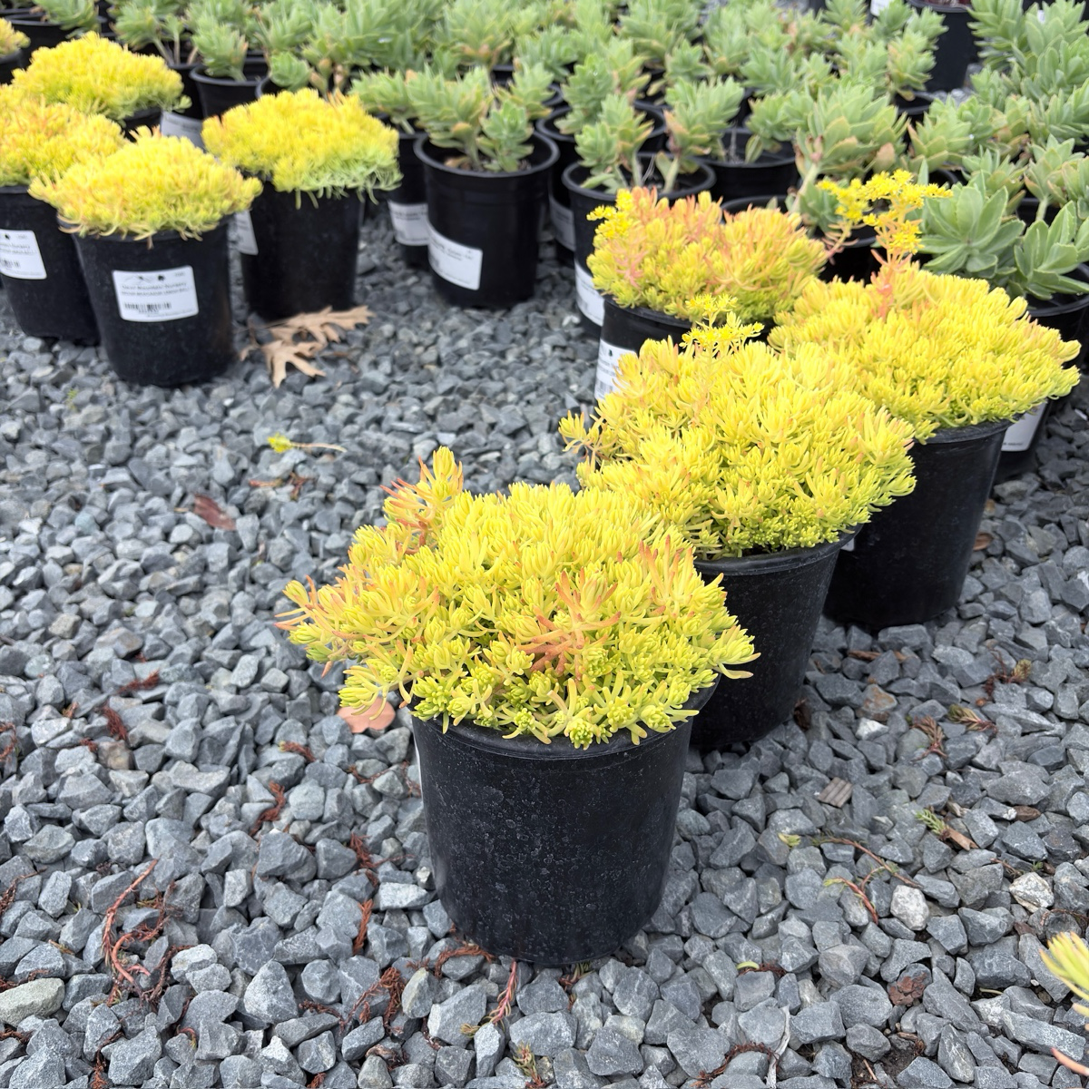 Lemon Ball Stonecrop