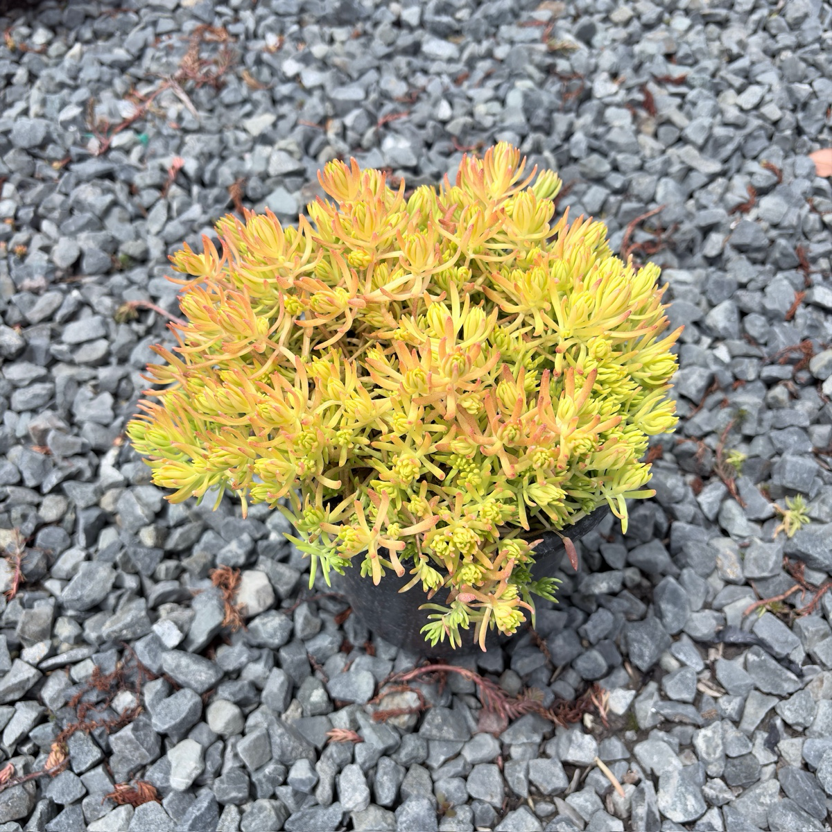 Lemon Ball Stonecrop