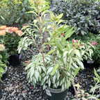 Rock & Roll Peruvian Lily
