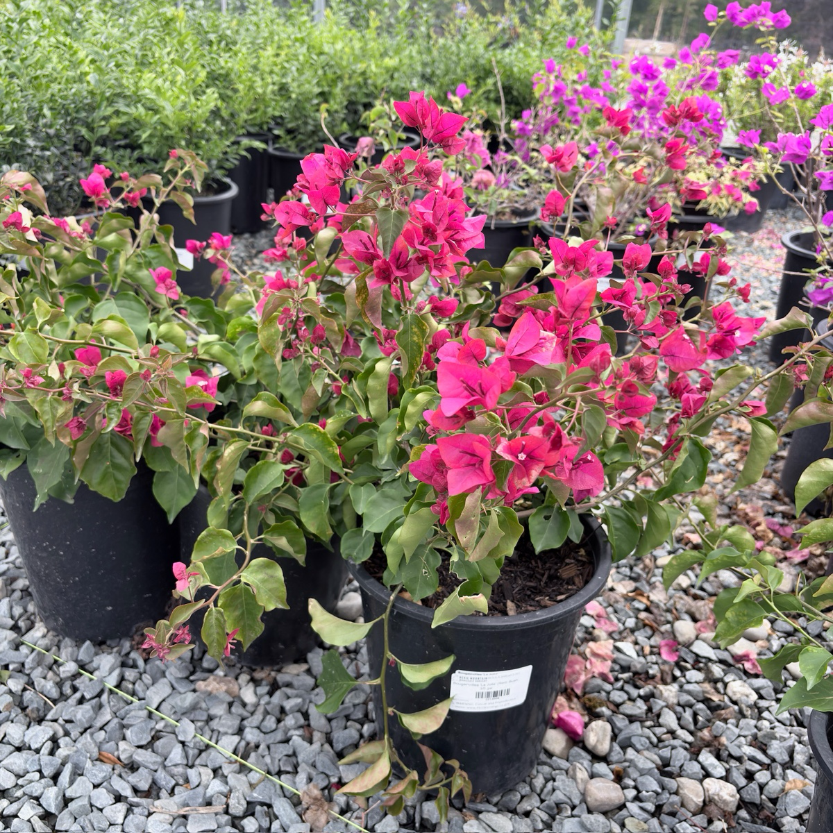 La Jolla Bougainvillea