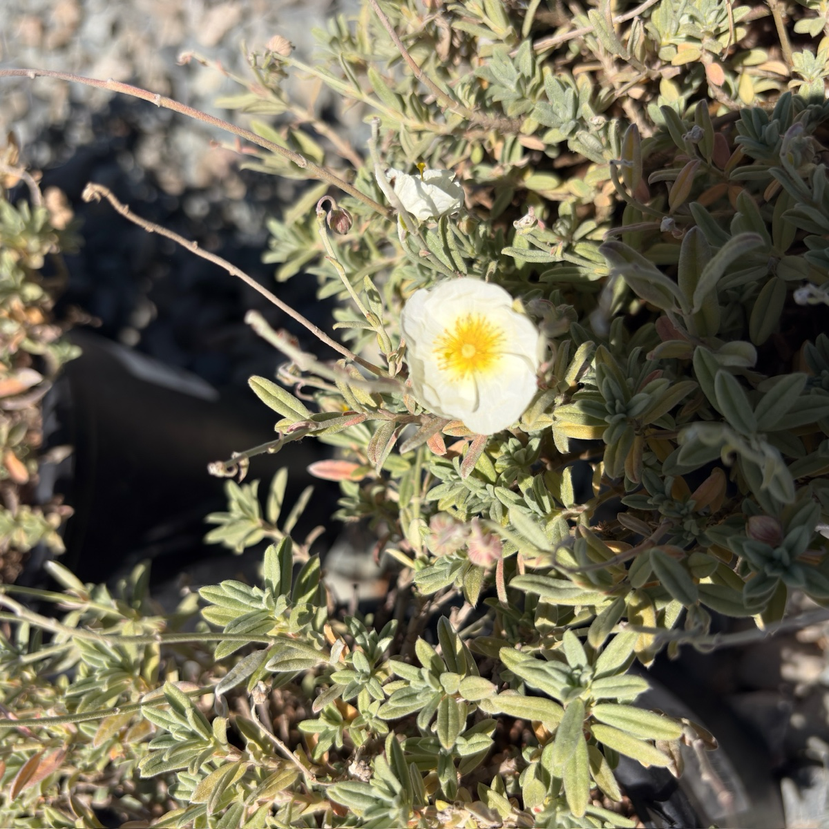 The Bride Sunrose