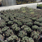 Dwarf Blue Chalksticks
