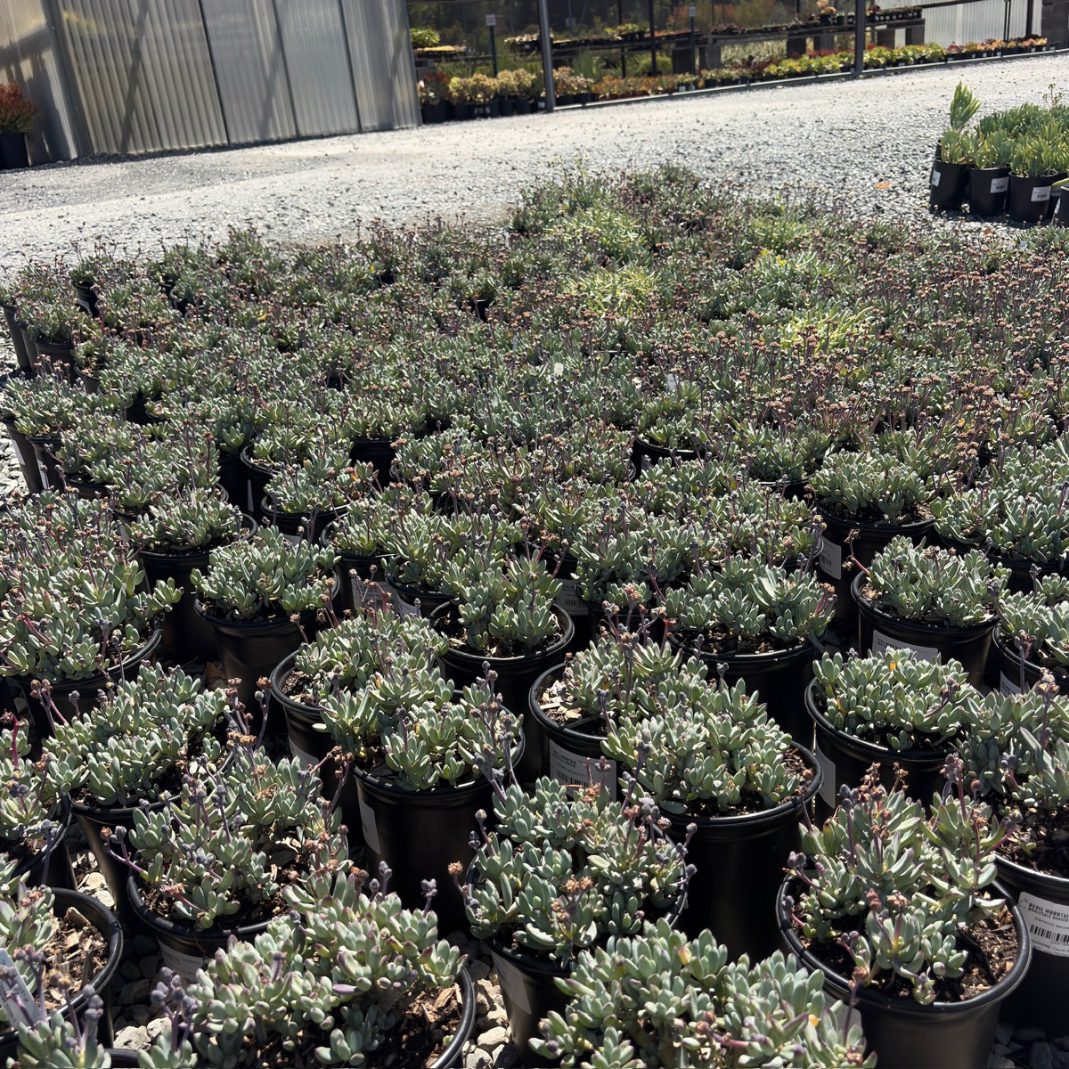 Dwarf Blue Chalksticks