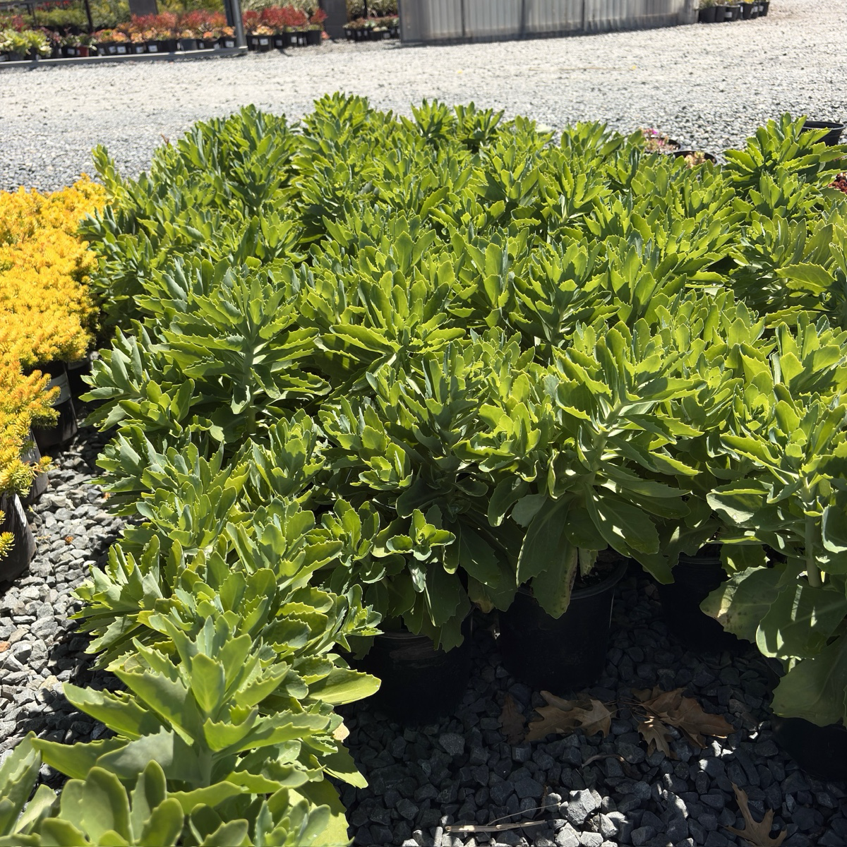 Autumn Joy Sedum