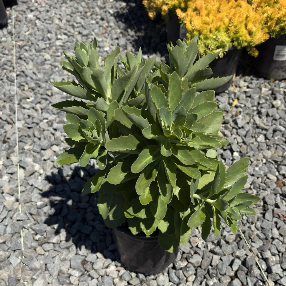 Autumn Joy Sedum