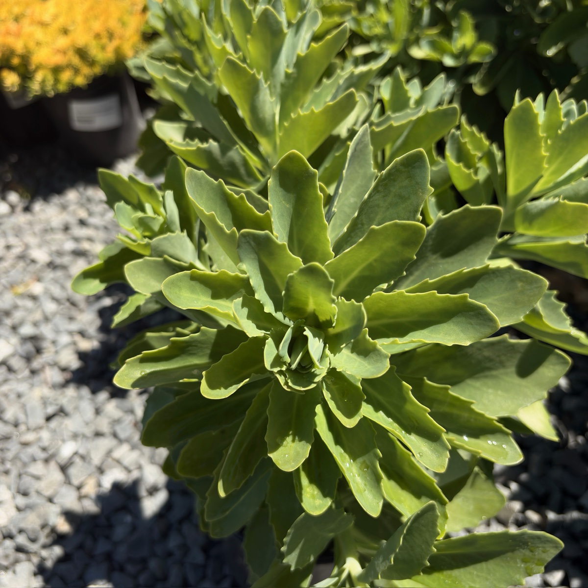Autumn Joy Sedum