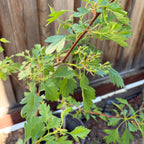 Chinese Hawthorn