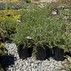 White Yarrow