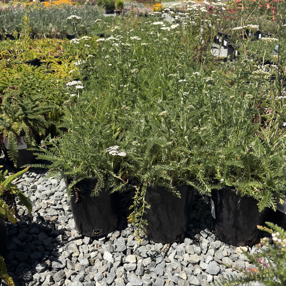 White Yarrow