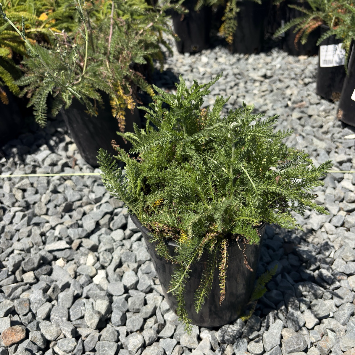 White Yarrow
