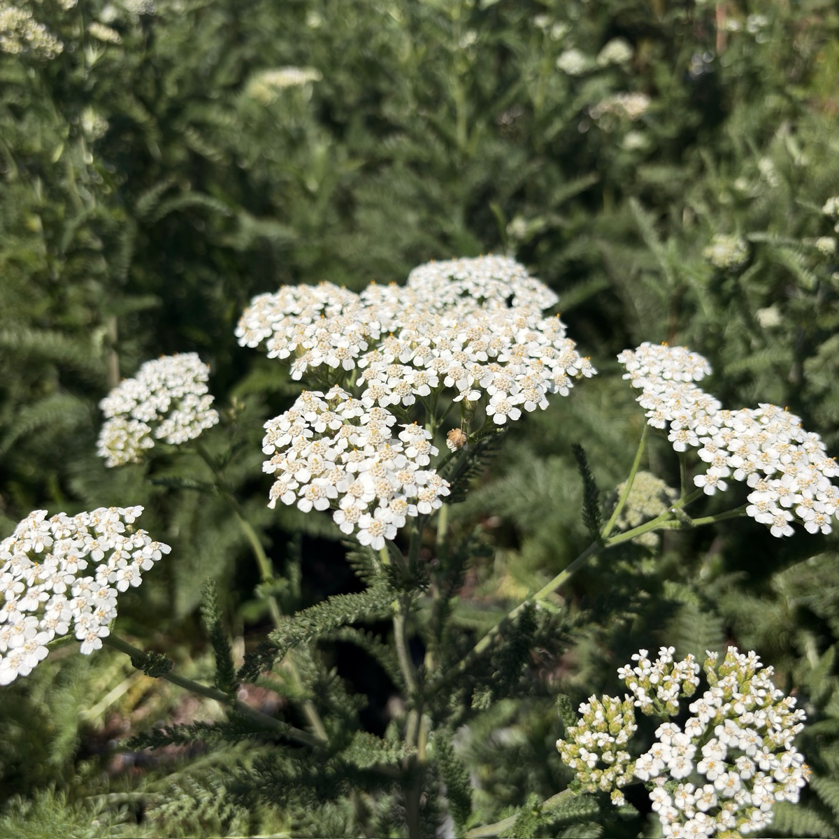 Common Yarrow