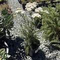 Common Yarrow