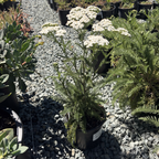Common Yarrow