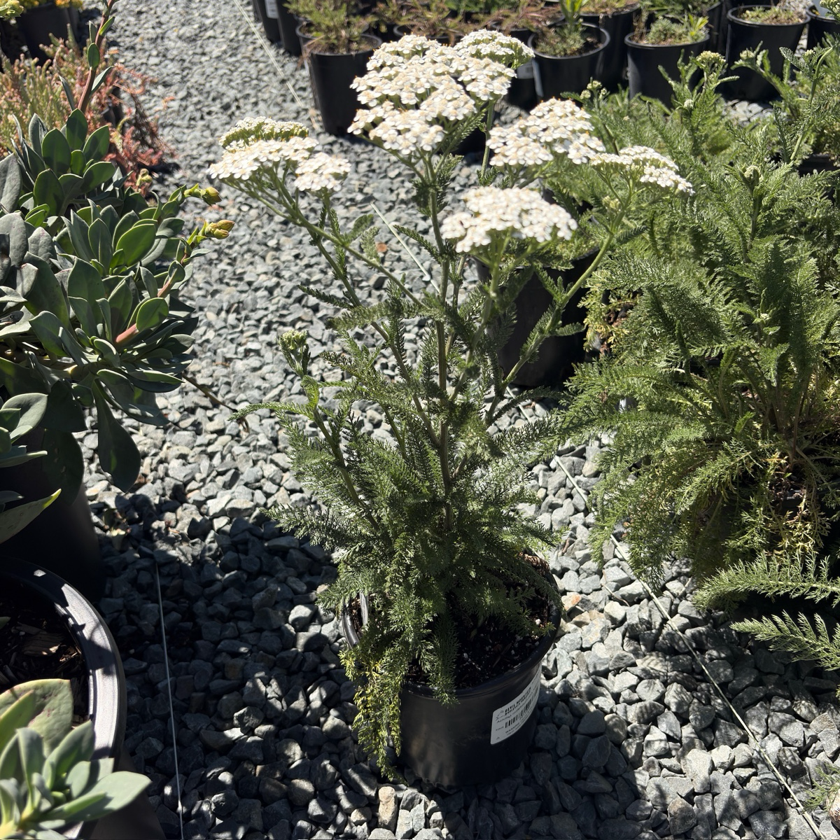 Common Yarrow