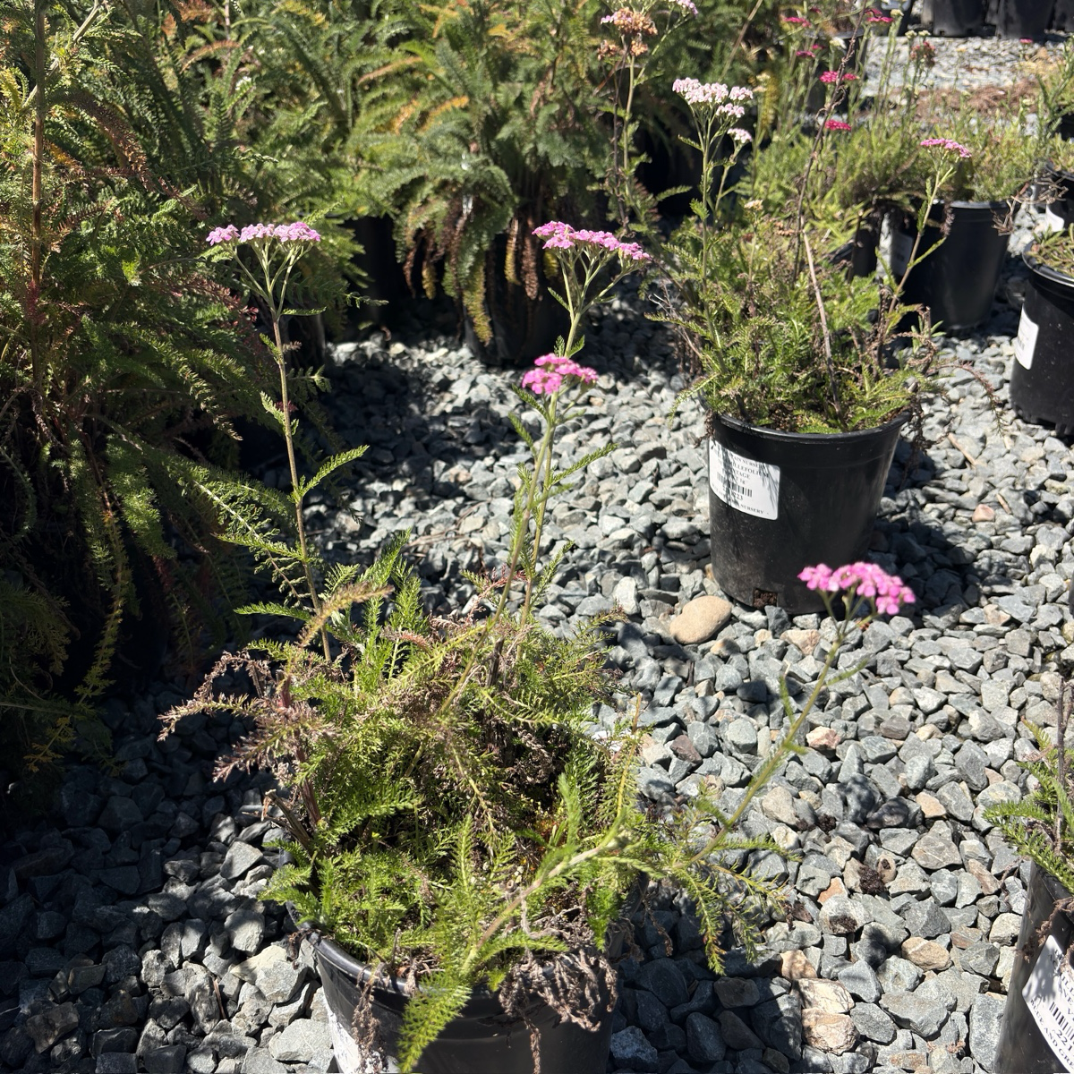 New Vintage Common Yarrow