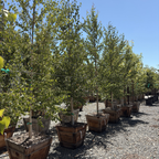 European White Birch