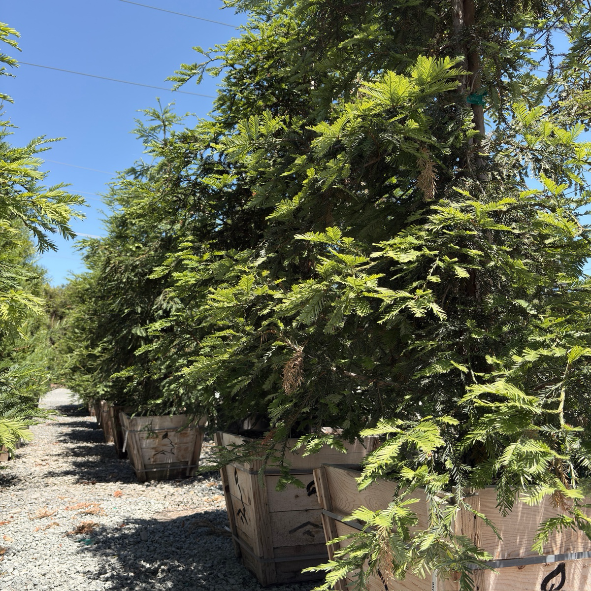 Aptos Blue Coast Redwood