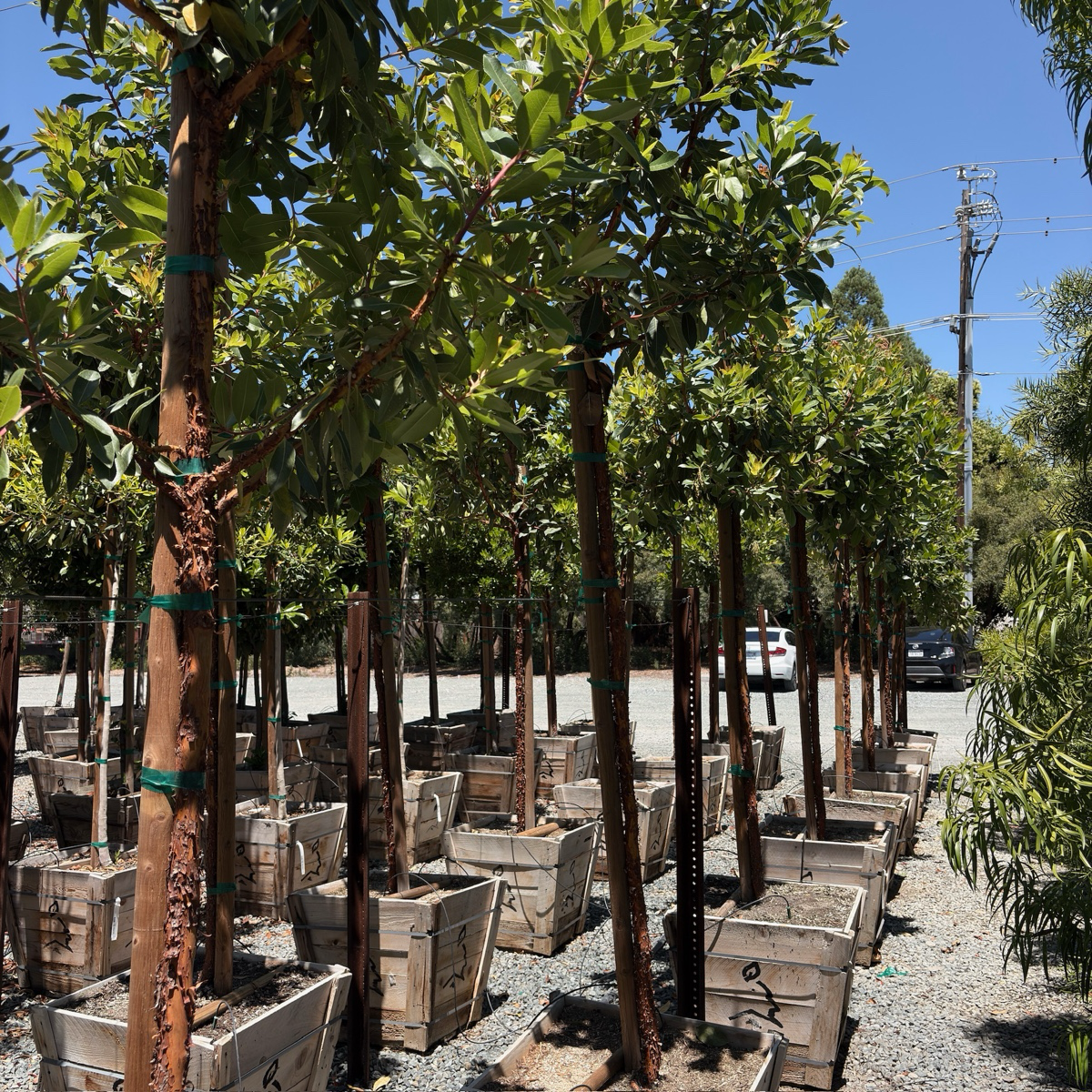 Marina Strawberry Tree