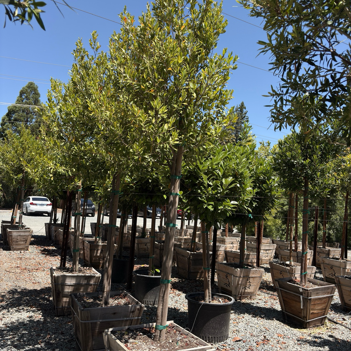 Carolina Cherry Laurel