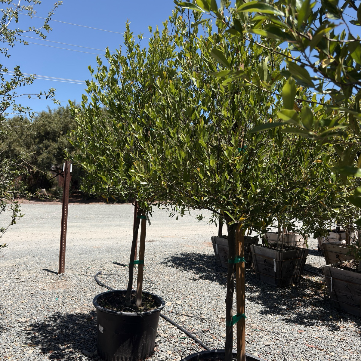 Bright 'N Tight Carolina Cherry Laurel