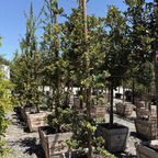 Island Oak
