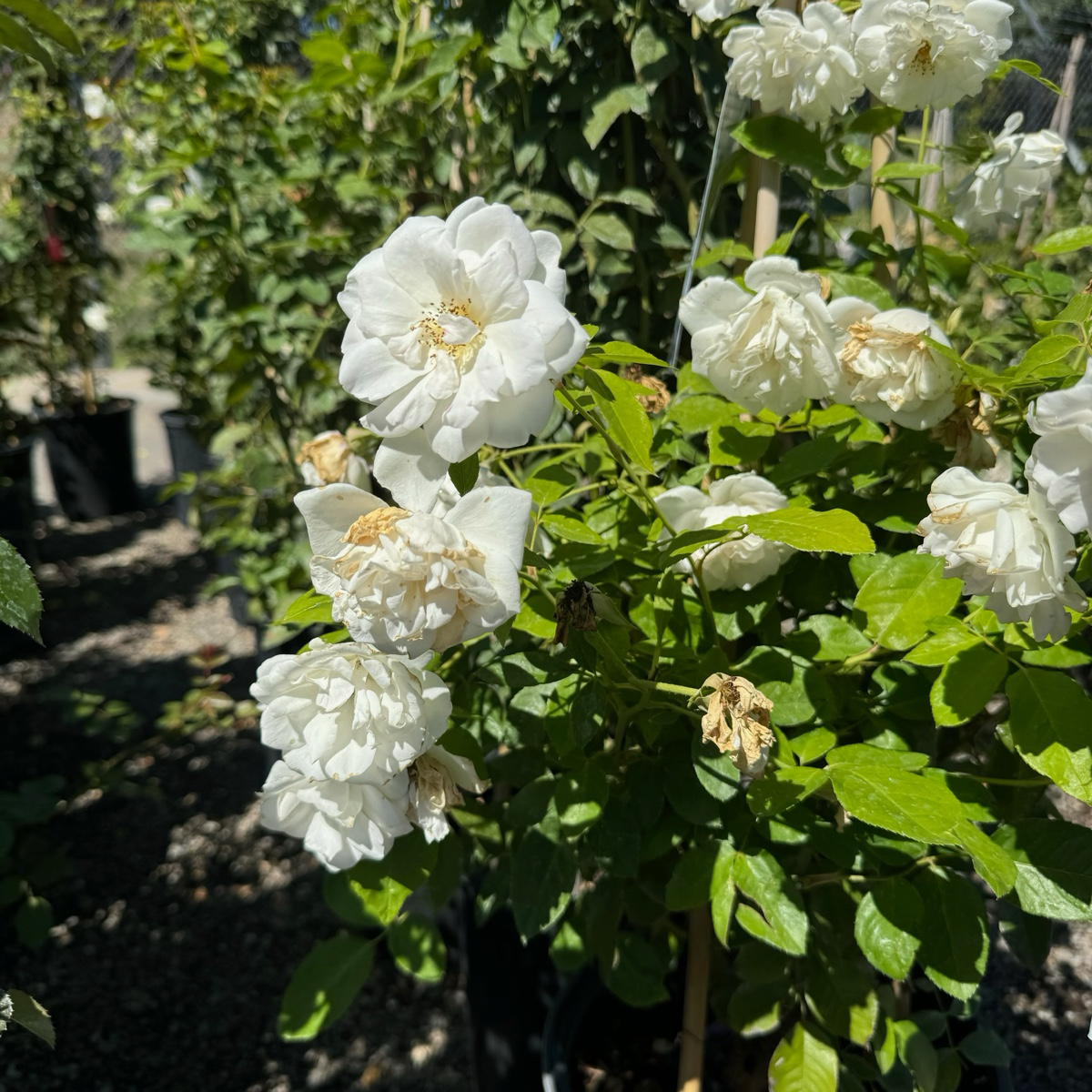 Iceberg Climbing Rose